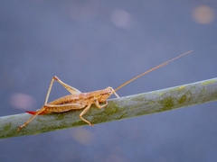 Requena baraya