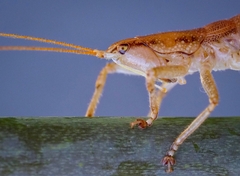 Requena baraya