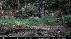 Sciurus carolinensis
