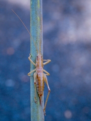 Requena baraya