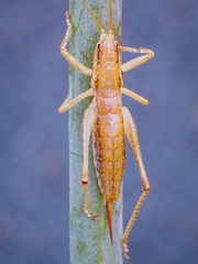 Requena baraya