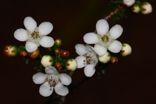 Chamelaucium brevifolium
