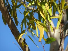 Amyema miquelii