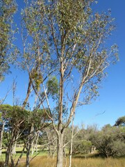 Amyema miquelii