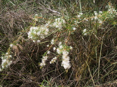 Hakea linearis