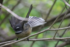 Rhipidura fuliginosa fuliginosa