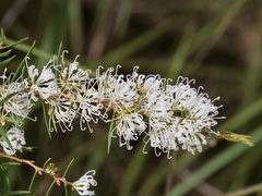 Hakea linearis