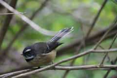 Rhipidura fuliginosa fuliginosa