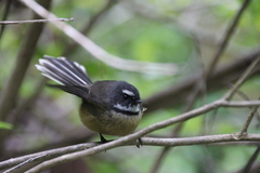 Rhipidura fuliginosa fuliginosa