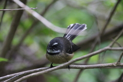 Rhipidura fuliginosa fuliginosa