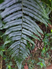 Dryopteris scottii