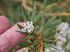 Hakea linearis