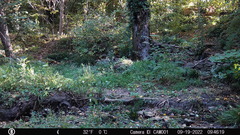 Sciurus carolinensis