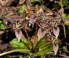 Scoliopus bigelovii