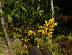 Gymnacranthera canarica