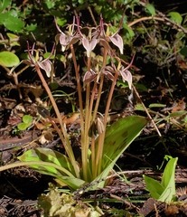Scoliopus bigelovii