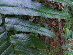 Dryopteris scottii