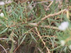 Hakea linearis