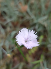Dianthus plumarius
