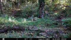 Sciurus carolinensis