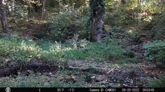 Sciurus carolinensis
