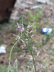 Hesperis pycnotricha
