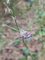 Hesperis pycnotricha