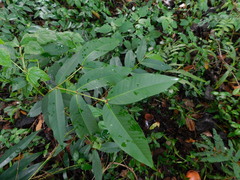 Syzygium samarangense