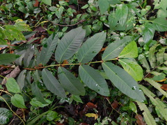 Syzygium samarangense