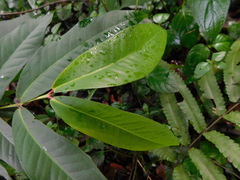 Syzygium samarangense