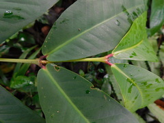 Syzygium samarangense