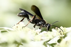 Isodontia auripes