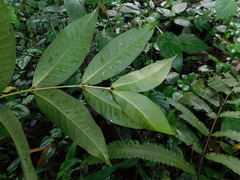 Syzygium samarangense