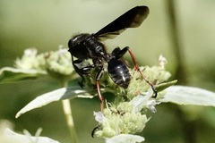 Isodontia auripes