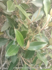 Olearia avicenniifolia