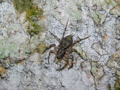 Phaeacius fimbriatus