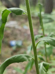 Hesperis pycnotricha
