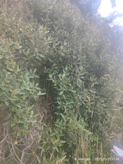 Olearia avicenniifolia