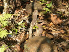 Gymnacranthera canarica