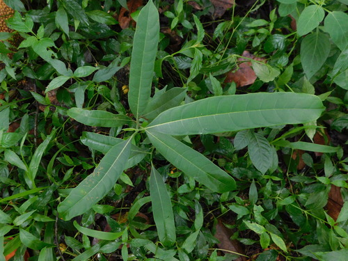 Ficus sinuata observed 2023-01-25