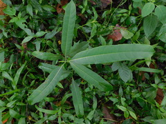Ficus sinuata