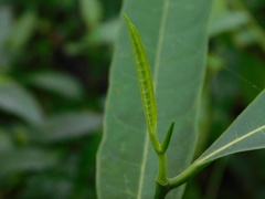 Ficus sinuata