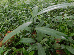 Ficus sinuata