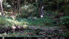 Sciurus carolinensis