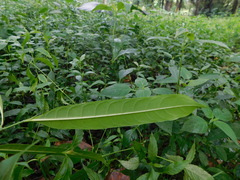 Ficus sinuata