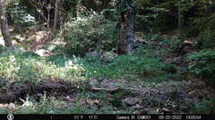 Sciurus carolinensis
