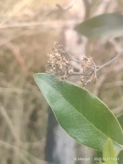 Olearia avicenniifolia