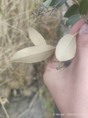 Olearia avicenniifolia