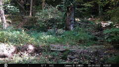Sciurus carolinensis