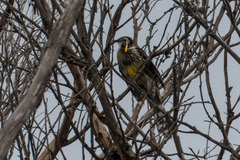 Anthochaera paradoxa